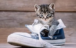 Вывести запах кошачьей мочи с обуви: что вызывает специфический запах в моче кошки?
