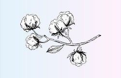 Кейпы