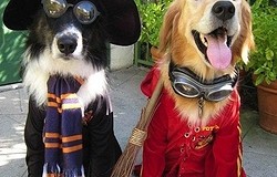 Костюм для собаки на Хэллоуин своими руками: идеи для изготовления простых и сложных костюмов