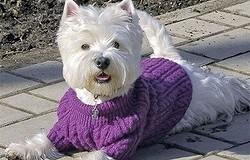 Как связать собаке свитер спицами (для начинающих): особенности вязания свитера для собачки на спицах