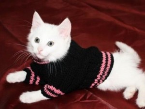 Черный свитер для белого кота
