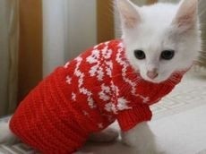 Красный свитерок для кота