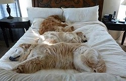 Спящее животное в твоей кровати: опасно ли оно, и почему