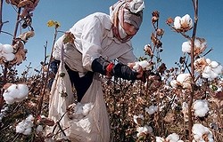 Свойства хлопка. Химические и физические свойства ткани хлопка