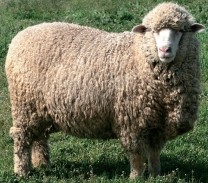Порода овцы меринос