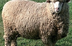 Овцы породы меринос — описание, характеристики, фото, история