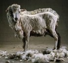 Стрижка овец