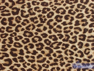leopard s24