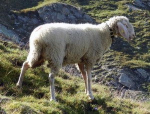 Овца Tiroler Bergschaf