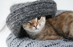 Что можно связать из кошачьей шерсти: шарф, свитер, пояс