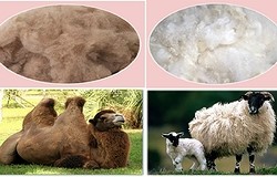 Что теплее — овечья или верблюжья шерсть? Овечья и верблюжья шерсть: описание и свойства