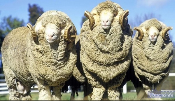 Шерсть овцы меринос